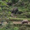 coffee and water buffalo