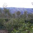 java estate coffee
