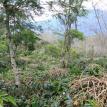 shade groun gayo coffee