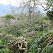 shade grown gayo coffee 2