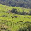 rice terrace
