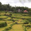 lanscare rice field